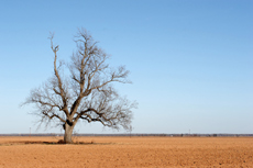 tree in field