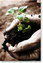 plant in soil