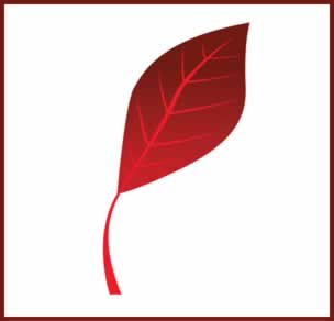 red leaf