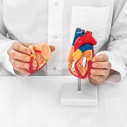 The Top Advantages of TAVR to Know About for Those with Heart Valve Disease