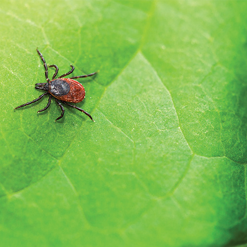 Ticks Are Everywhere: How to Stay Safe