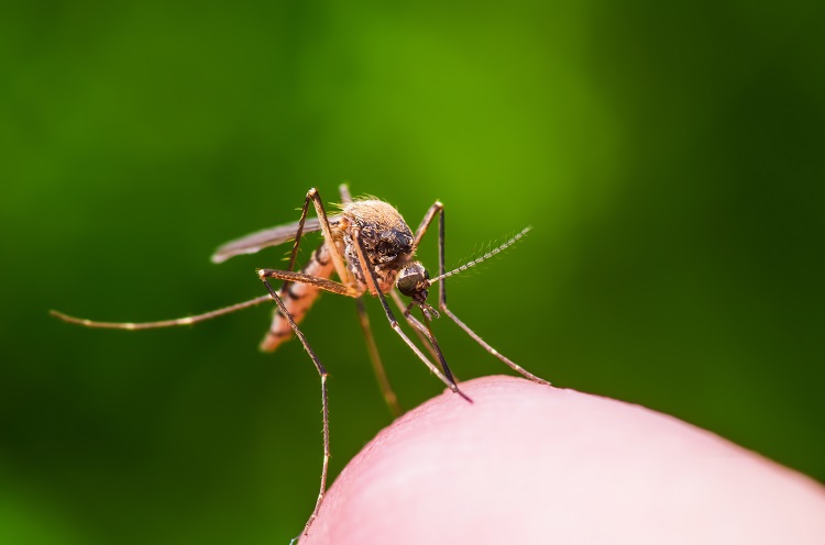 mosquito close up