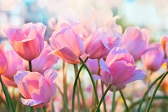 pink tulips