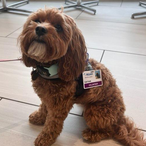 McLaren Greater Lansing’s Pet Therapy Program Brings Comfort and Connection